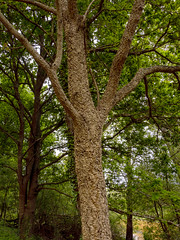 Marais d'Orx Cork Oak Quercus suber